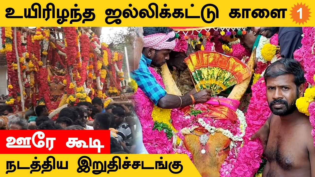 Alanganallur Jallikattu உட்பட பல Jallikattu பரிசு வாங்கிய காளை
