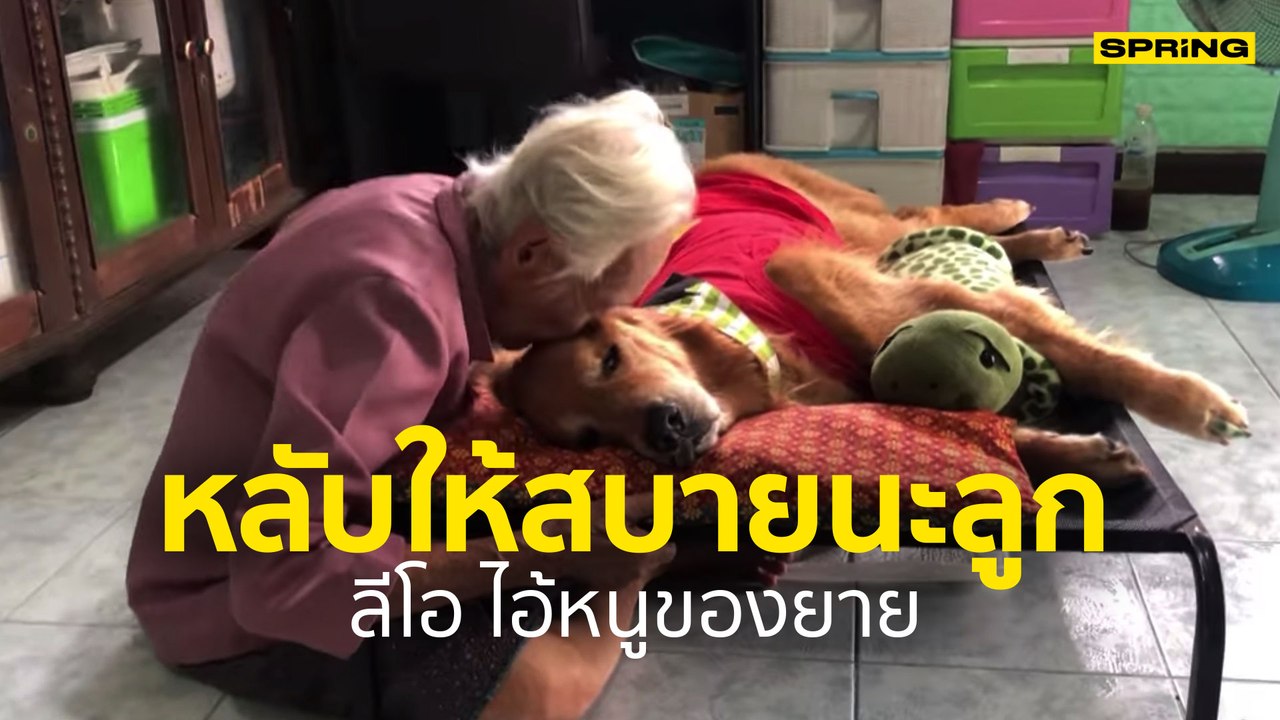 ลีโอ ไอ้หนูของยาย หมาดังเสียชีวิต แห่แชร์คลิปสุดท้ายแสนเศร้า | SPRiNG