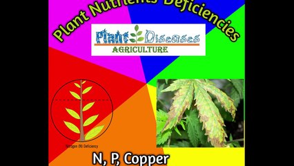 What is Plant Nutrients Deficiencies_| N,Co,Zn,K and P_| Plant and diseases agriculture