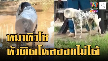 หมาจรจัดหิวโซหัวติดโหลกินไม่ข้าวไม่ได้ ชาวบ้านไล่จับกันวุ่น | ข่าวเที่ยงอมรินทร์ | 26 ส.ค.65