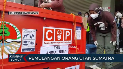 Satu Individu Orang Utan Tiba di Sumut, Nantinya Akan Dilepasliarkan