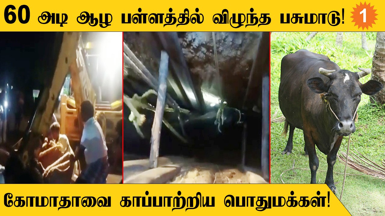 Tiruvallurல் அறுபது அடி ஆழ பள்ளத்தில் விழுந்த பசுமாடு!