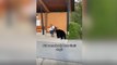 Watch the hair-raising moment huge black bear approaches woman alone at bus stop in Canada