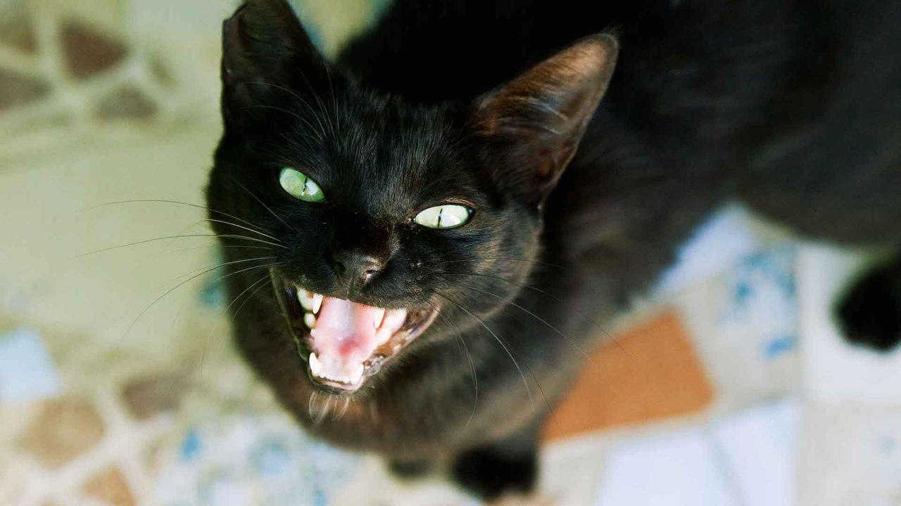 Miauen, Schnurren, Gurren: Was will uns unsere Katze sagen? - video ...