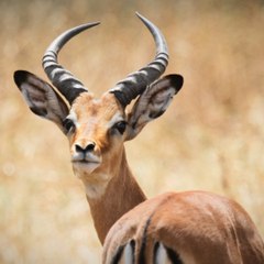 Quelle est la différence entre une gazelle, une antilope et un impala ? - carré