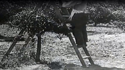 Dick Und Doof Staffel 1 Folge 42 HD Deutsch