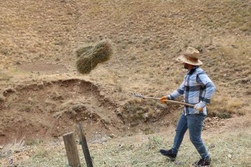 DAĞDAN OT BALYASI TAŞIMADA KIZAK- BRANDA YERİNE ÇELİK HALAT
