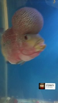 Red horn flower fish, Unique fish in the world, beautiful fish in the world, colorful fish, sea creatures, trending fish video