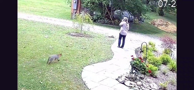 ABD'de kuduz tilkinin kadına saldırma anları kamerada