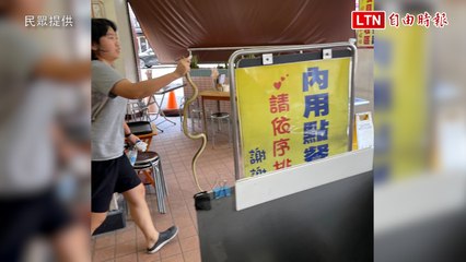 霸氣！1.7公尺長錦蛇小吃店嚇人 女消防員徒手拎回去