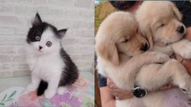 TINGKAH LUCU ANAK ANJING&KUCING baby cats&dog gog gog