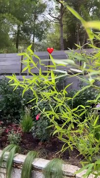 Τούνη – Αλεξάνδρου: Ανακαίνισαν τον κήπο τους και είναι πιο εντυπωσιακός απ' ότι νομίζεις