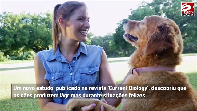 Estudo afirma que os cães produzem lágrimas de alegria quando reencontram os donos