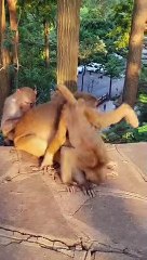 Funny monkey