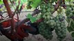 Droughts and record high temperatures force Europe's vintners to harvest early