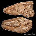 Le fossile d'un lézard marin géant découvert au Maroc