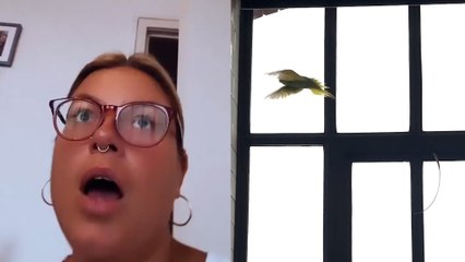 Hilarious video shows Bristol woman trying to catch rogue budgie that flew in through her bedroom window