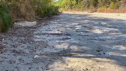 Découverte de pas de dinosaures dans le lit d'une rivière asséchée aux USA