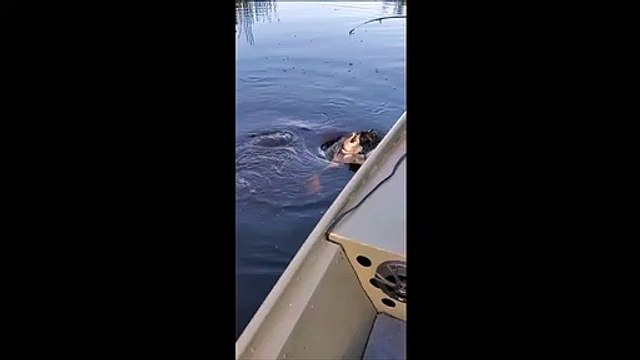 Il tente de libérer une tortue qui a mordu à l'hameçon mais elle ne se laisse pas faire