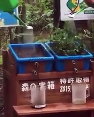 Les effets de la déforestation sur les inondations résumés en une expérience toute simple