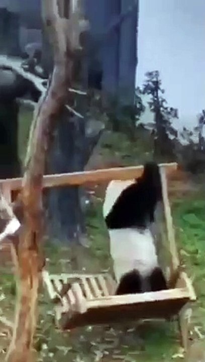 Funniest animals ever// Must Watch