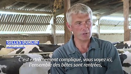 Sécheresse : des producteurs laitiers entament les stocks de foin prévus pour l'hiver