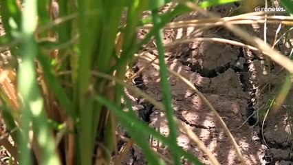 Seca devastadora atinge metade da China