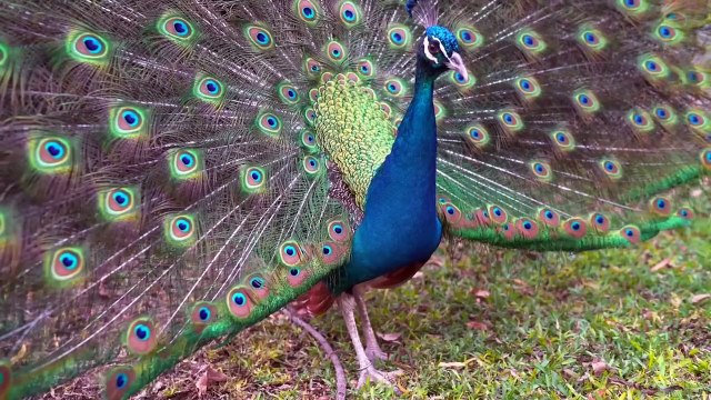 Amazing Nature and Wildlife Videos, Beautiful Birds & Animals. Relaxing Nature Sounds,