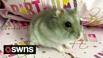 Tiny hamster influencer has life-saving surgery to remove a huge tumour