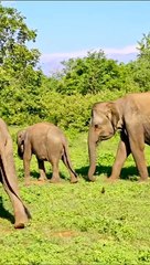 north america 4k, #nature #short