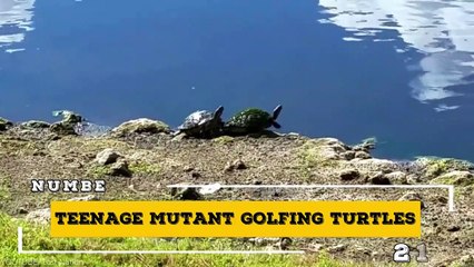 35 Times Animals Invaded Sports Field