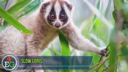 Here Is Why Monkeys Never Mess With Tiny Martens