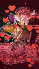 Pourquoi les moustiques s'en prennent toujours à toi ?