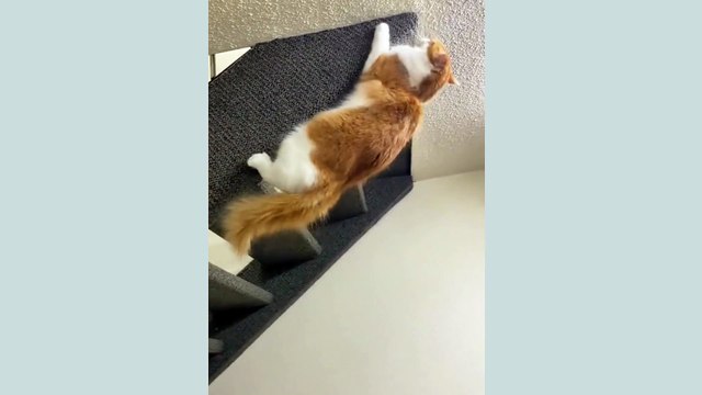 Crazy Cat Climbing Stair Case In An Unusual Manner