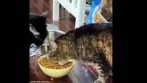 Funny animals - Funny cats | dogs - Funny animal videos