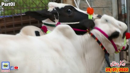 Domail Mandi 29/07/2022   Part01 Sunny Video Fateh Jang Official Dhanibulls