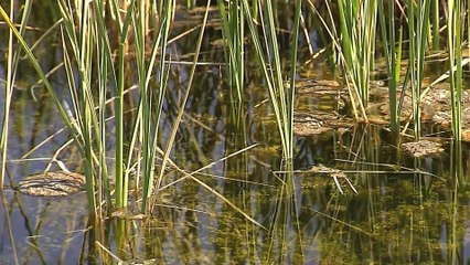 Los efectos de la sequía se hacen notar en el sector agrícola y energético