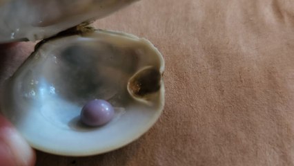 Man Vacationing in Delaware Finds Rare Purple Pearl in Clam Appetizer