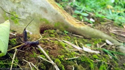 This Deadly Creature Lives Inside Fish Mouth Secretly