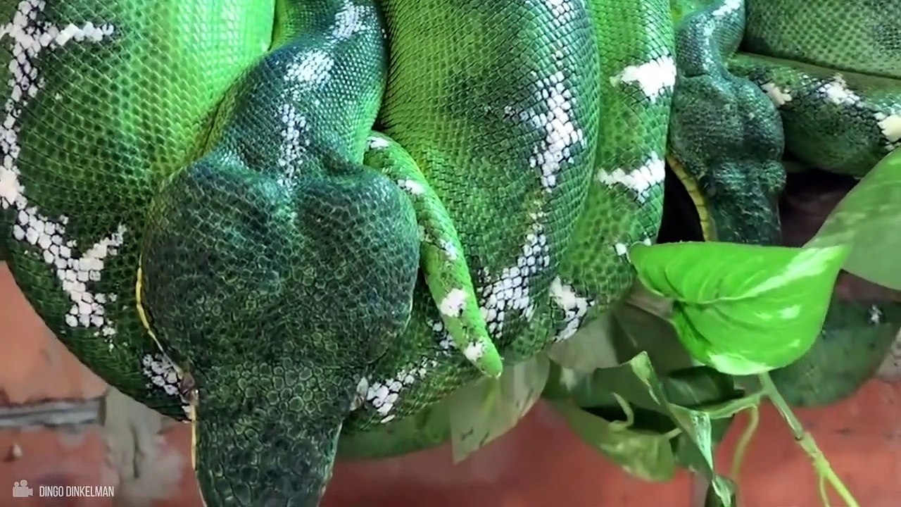 Here's Why Snakes Eat Themselves Alive