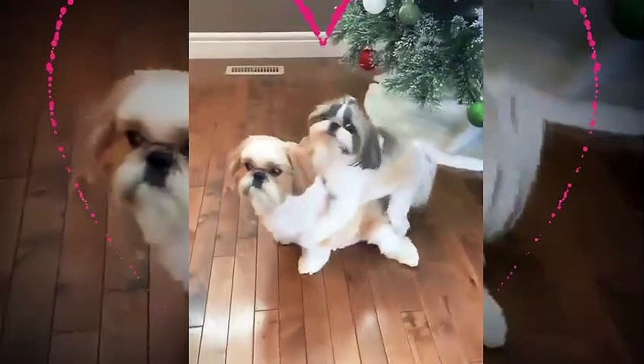 Funny dogs video