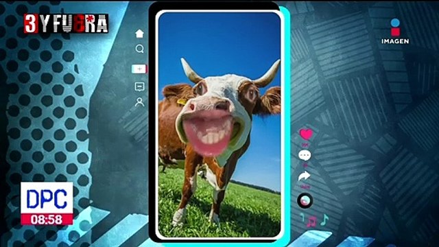 Hombre que envenenó a dos perritos rescatistas fue declarado culpable