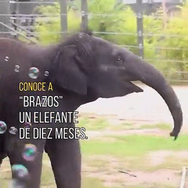 Bebe elefante juega con burbujas