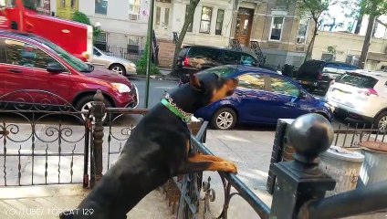 10 Dogs That Can Defeat Wolves