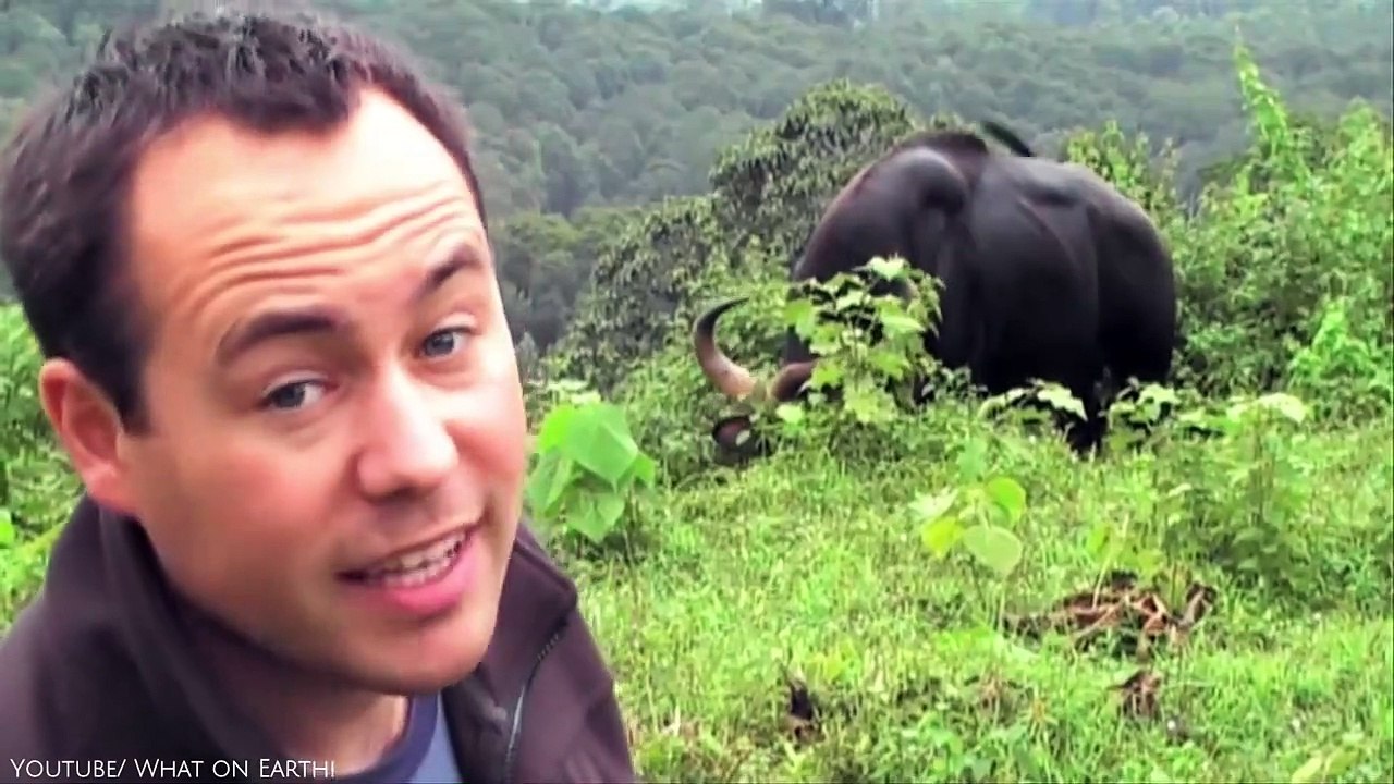 10 Animals That Can Kill A Tiger Easily