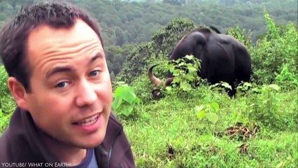 10 Animals That Can Kill A Tiger Easily