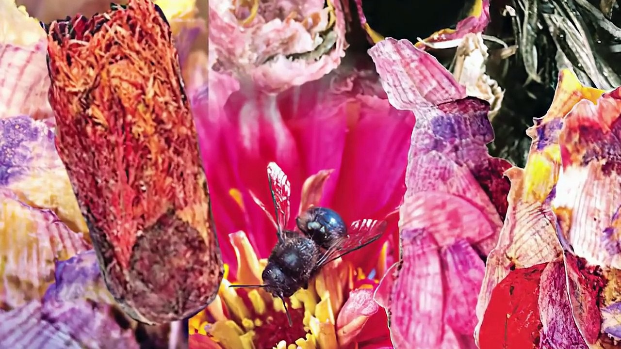 12 INSANE Nests Built By Insects