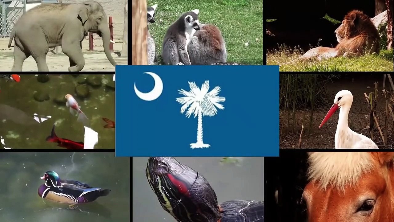 11 Fattest Animals in the World