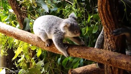 10 Cutest Baby Animals That Will Make You Go Aww #2