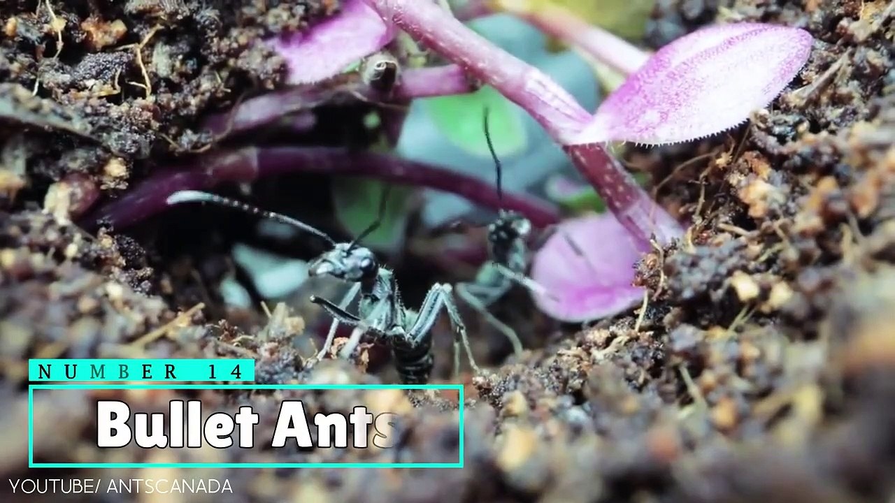 18 Most Harmful Insects to Humans